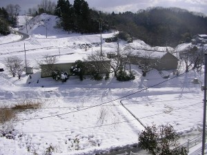 また雪です。